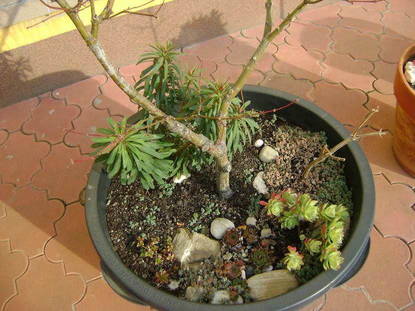 Mijloc de noiembrie in curte - Toamna 2016-2017