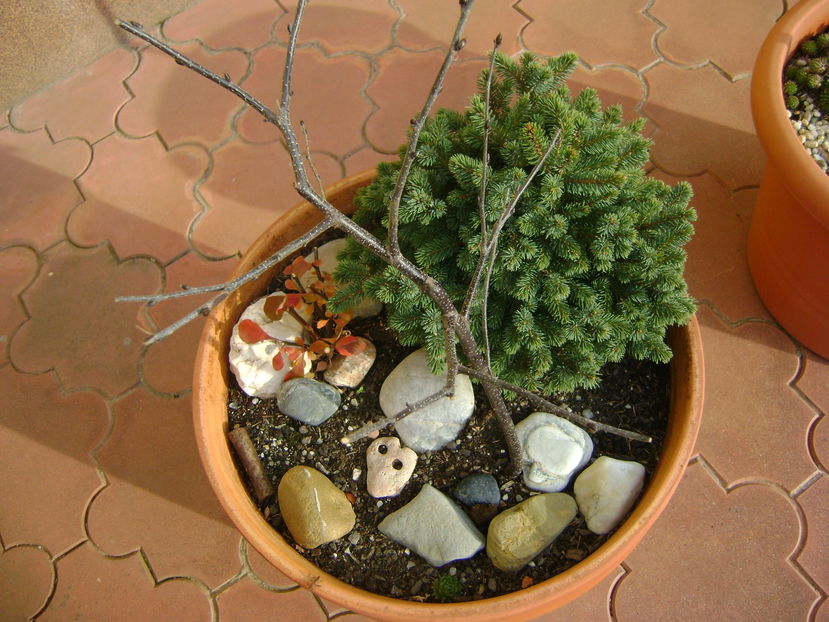 Mijloc de noiembrie in curte - Toamna 2016-2017