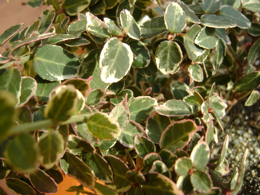 Mijloc de noiembrie in curte - Toamna 2016-2017