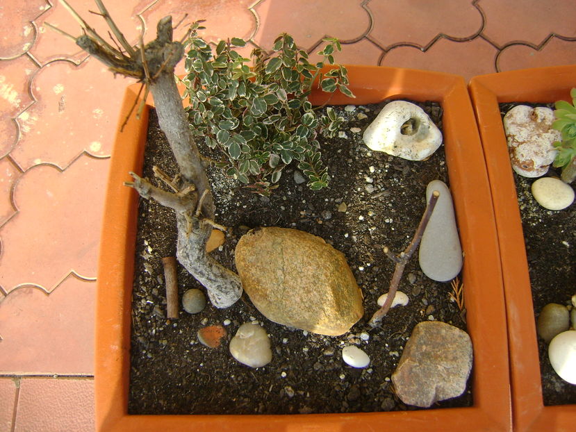 Mijloc de noiembrie in curte - Toamna 2016-2017