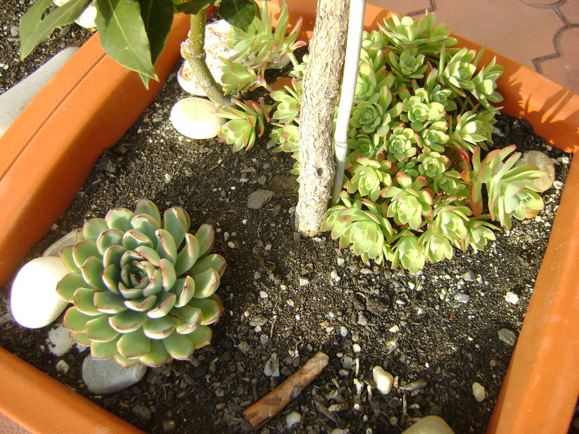 Mijloc de noiembrie in curte - Toamna 2016-2017