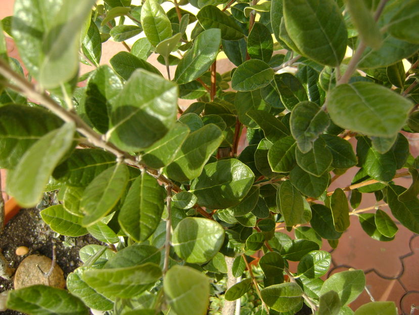 Mijloc de noiembrie in curte: Feijoa - Toamna 2016-2017