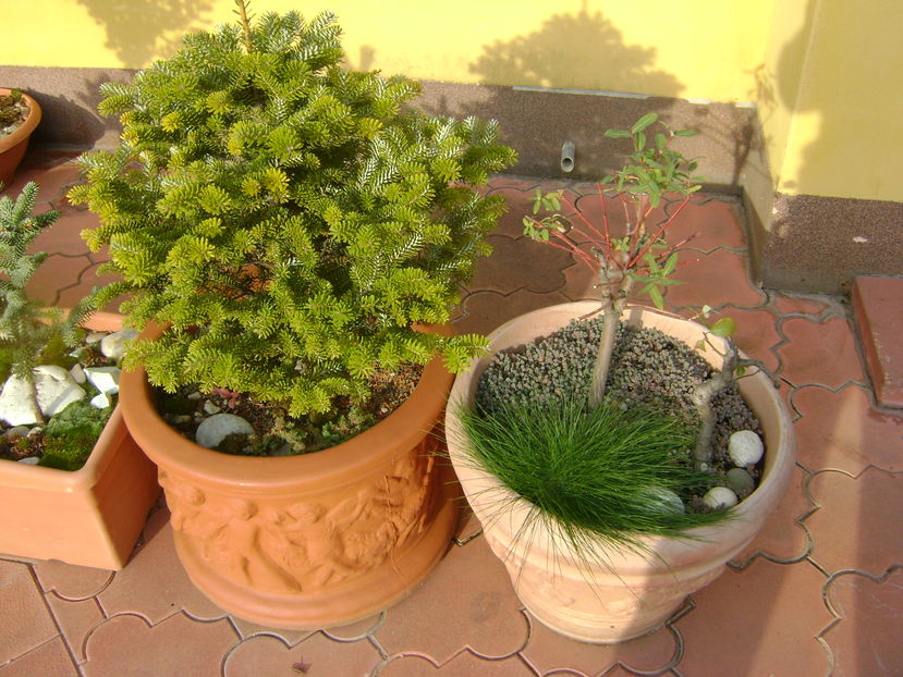 Mijloc de noiembrie in curte