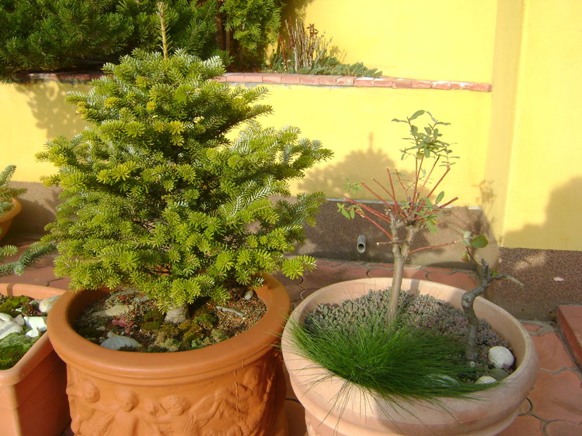 Mijloc de noiembrie in curte