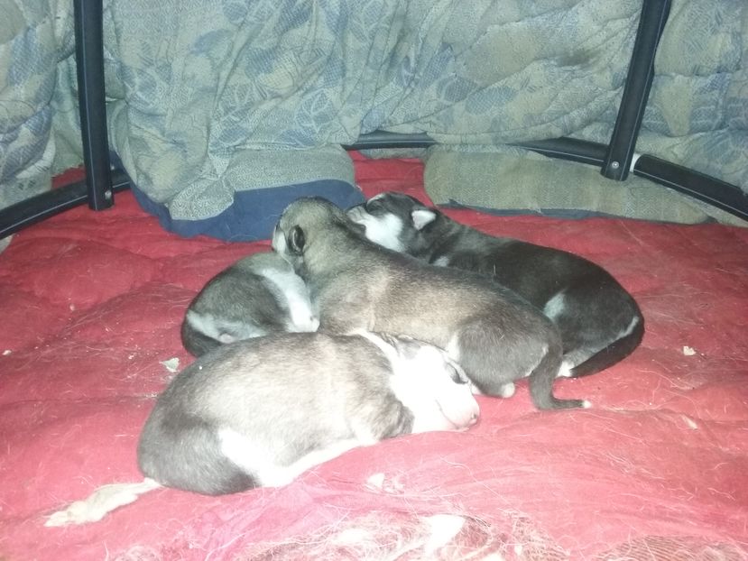 Au aparut si catelusi ,4 la numar!!