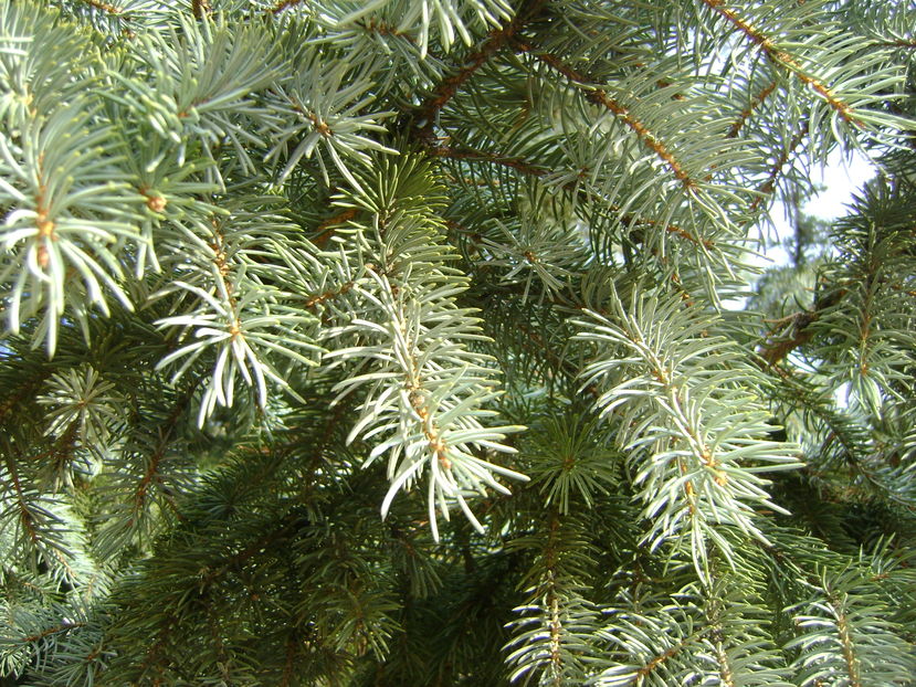 Mijloc de noiembrie in curte