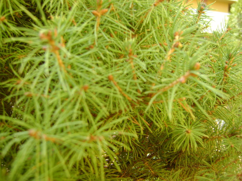 Mijloc de noiembrie in curte