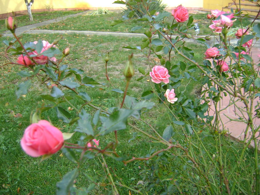Mijloc de noiembrie in curte