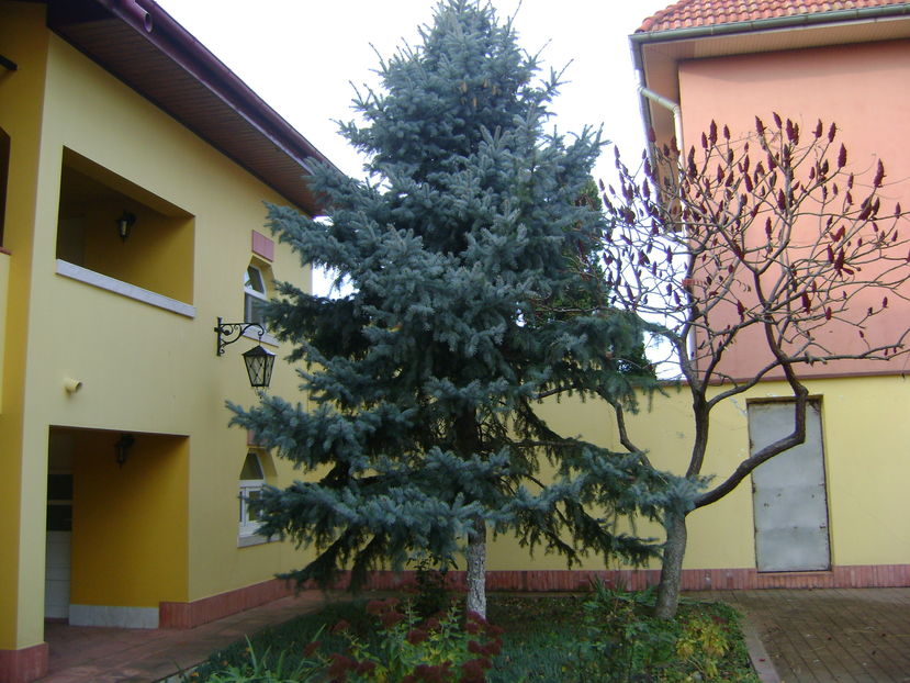 Mijloc de noiembrie in curte