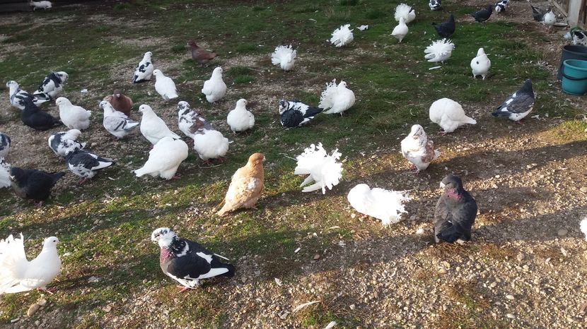  - Porumbeii mei la baie