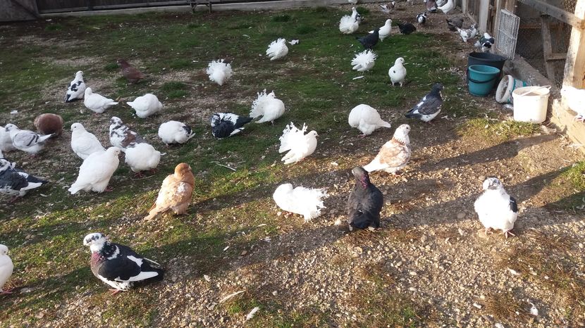  - Porumbeii mei la baie