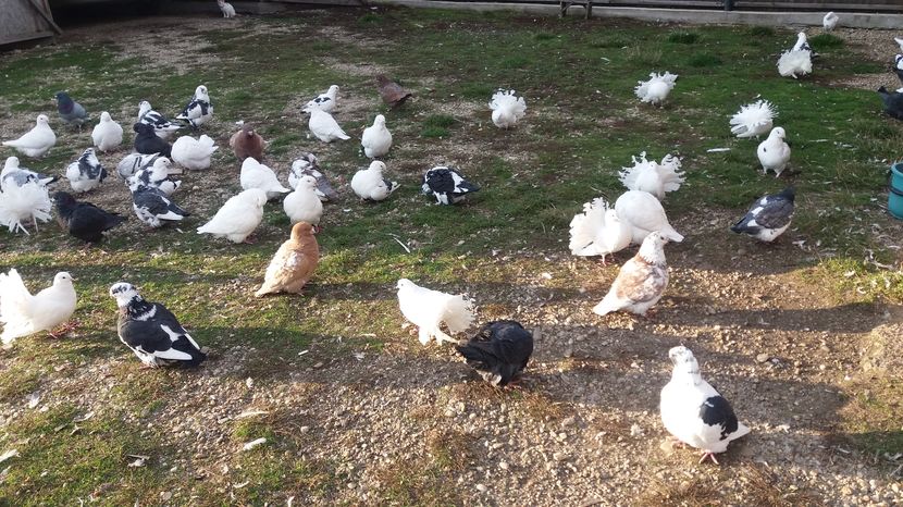  - Porumbeii mei la baie