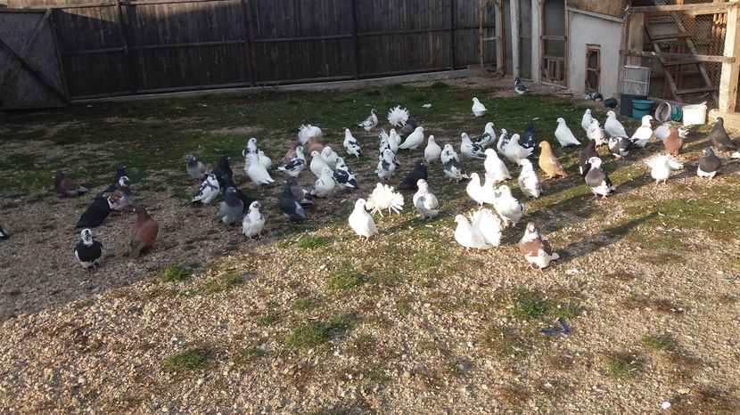  - Porumbeii mei la baie