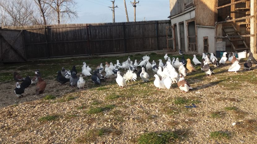  - Porumbeii mei la baie