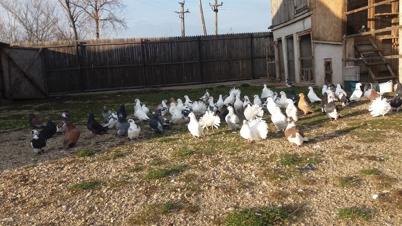  - Porumbeii mei la baie