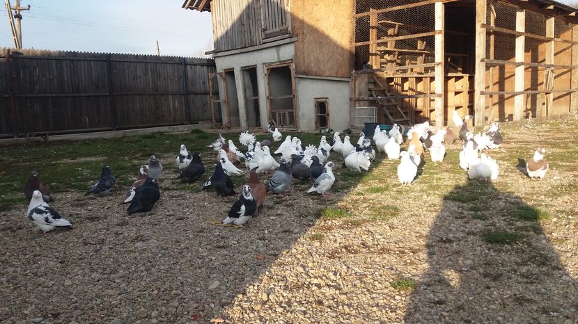  - Porumbeii mei la baie