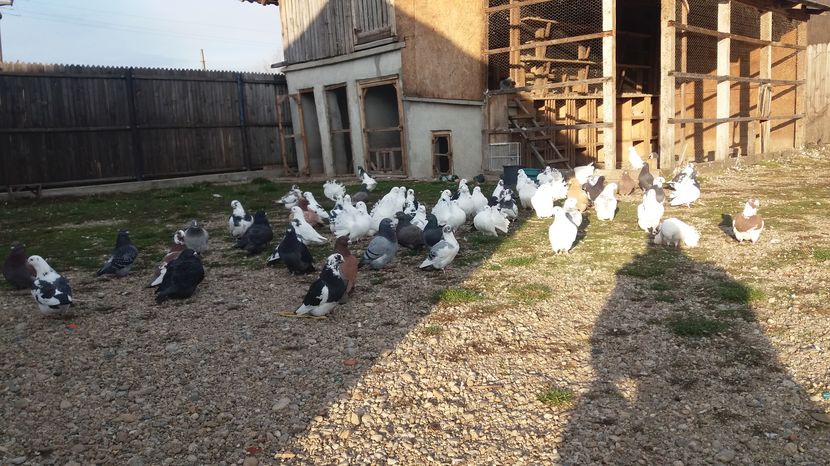  - Porumbeii mei la baie