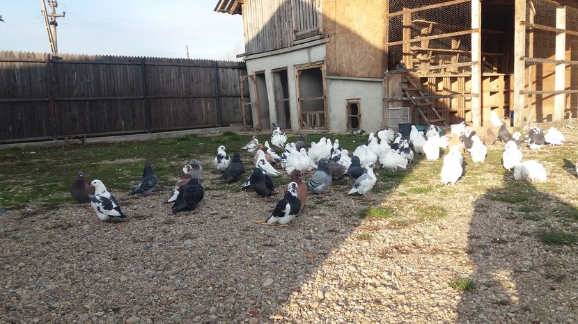  - Porumbeii mei la baie