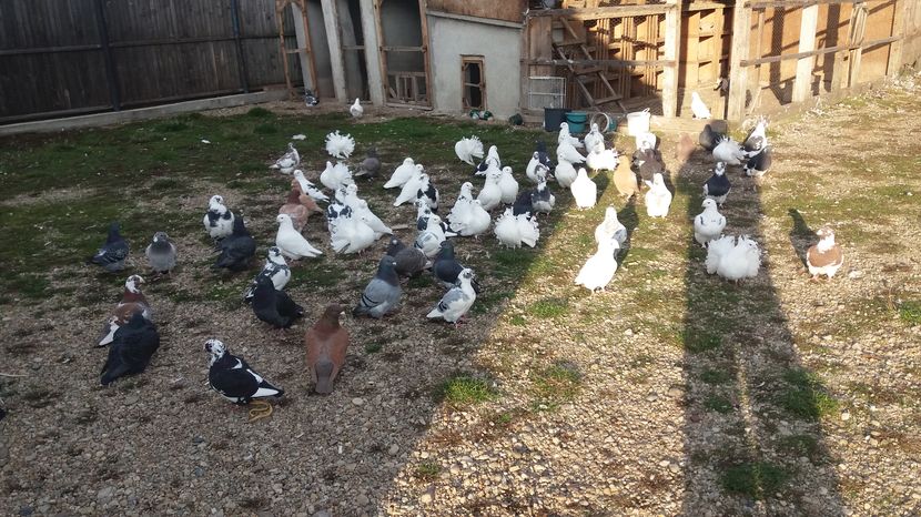  - Porumbeii mei la baie