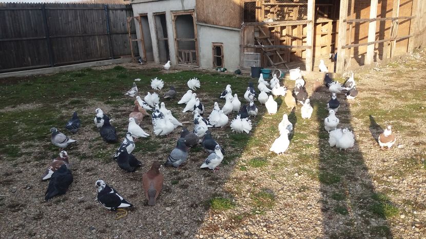  - Porumbeii mei la baie