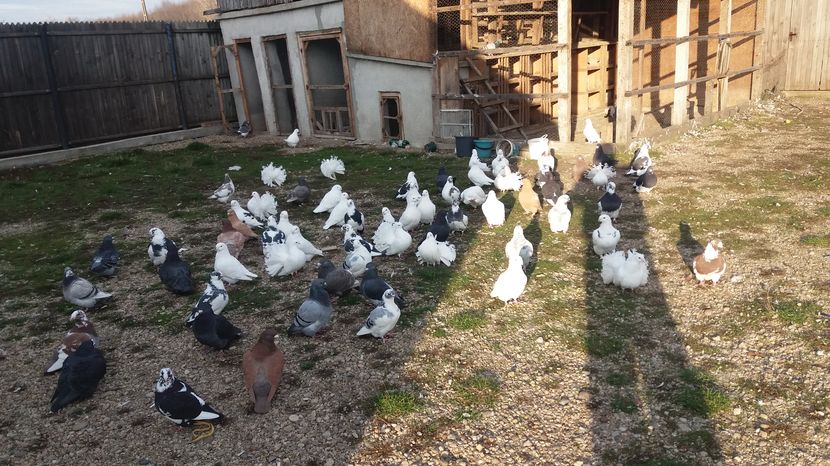  - Porumbeii mei la baie