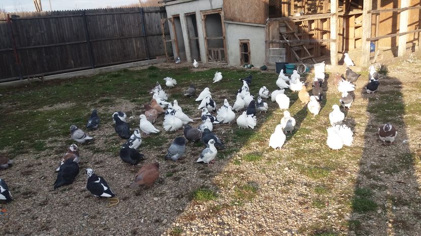  - Porumbeii mei la baie