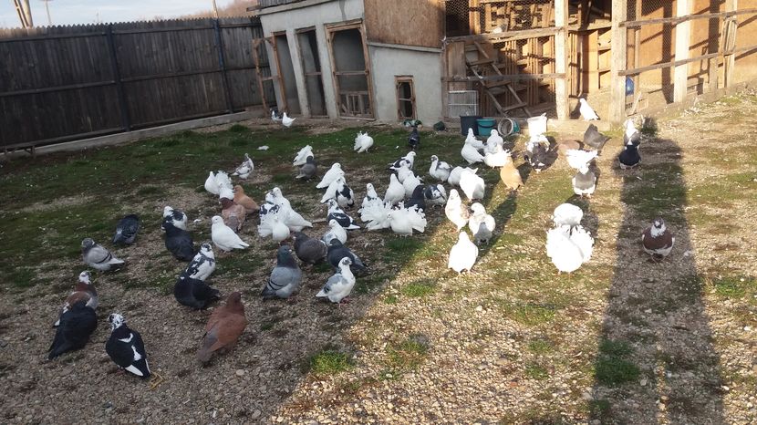  - Porumbeii mei la baie