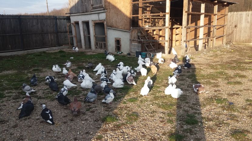  - Porumbeii mei la baie