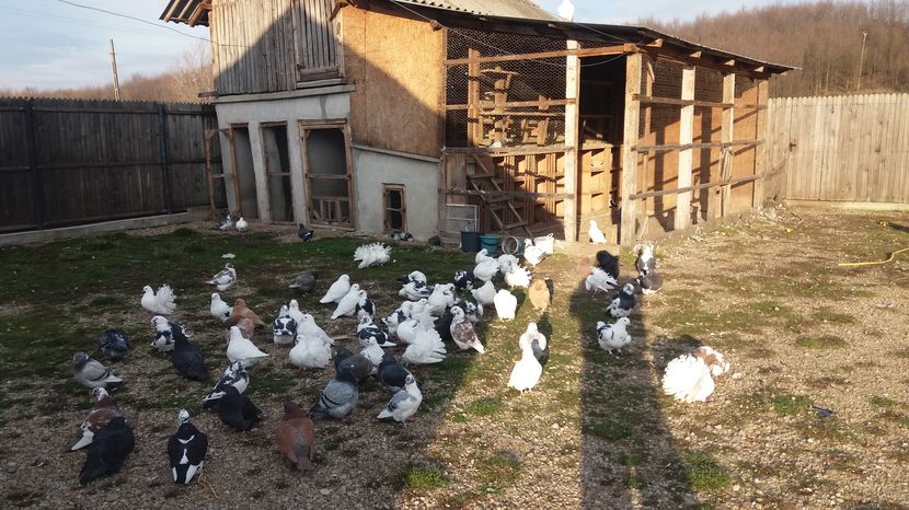  - Porumbeii mei la baie