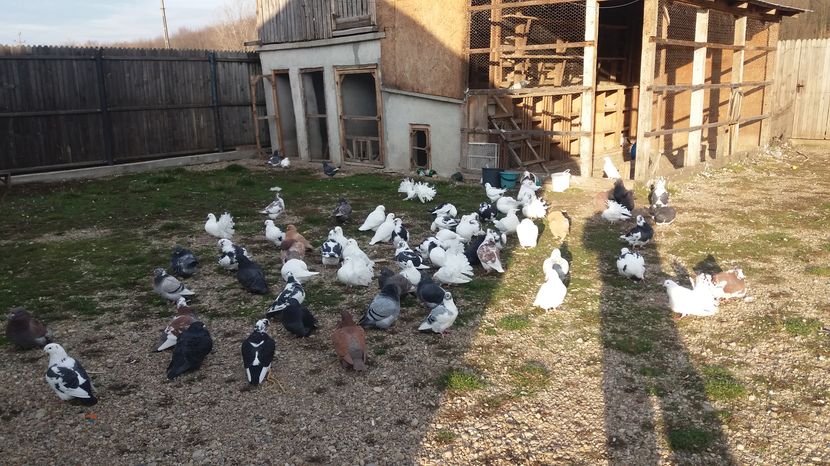  - Porumbeii mei la baie