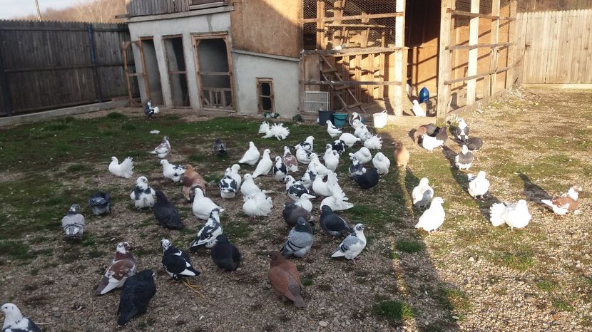  - Porumbeii mei la baie