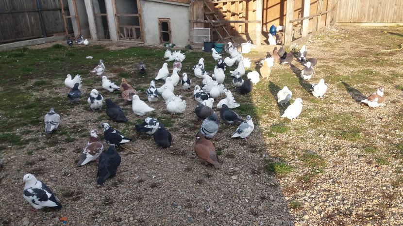  - Porumbeii mei la baie