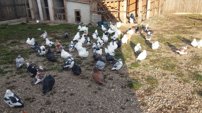  - Porumbeii mei la baie