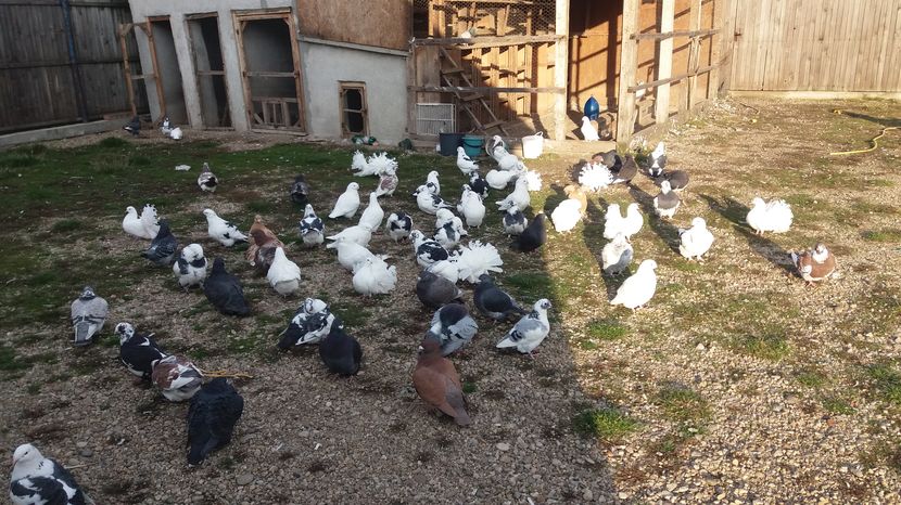  - Porumbeii mei la baie