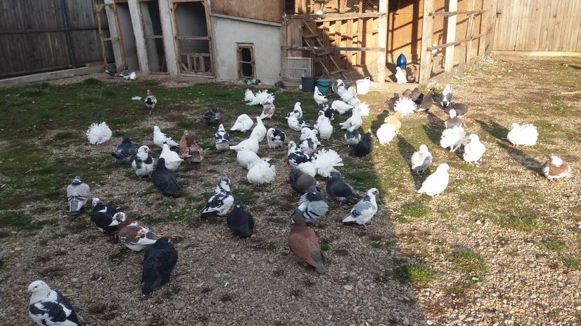  - Porumbeii mei la baie