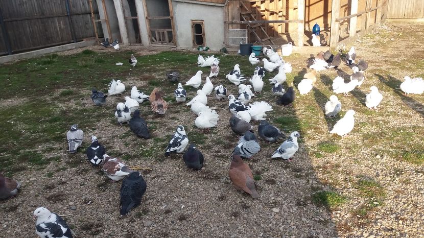  - Porumbeii mei la baie