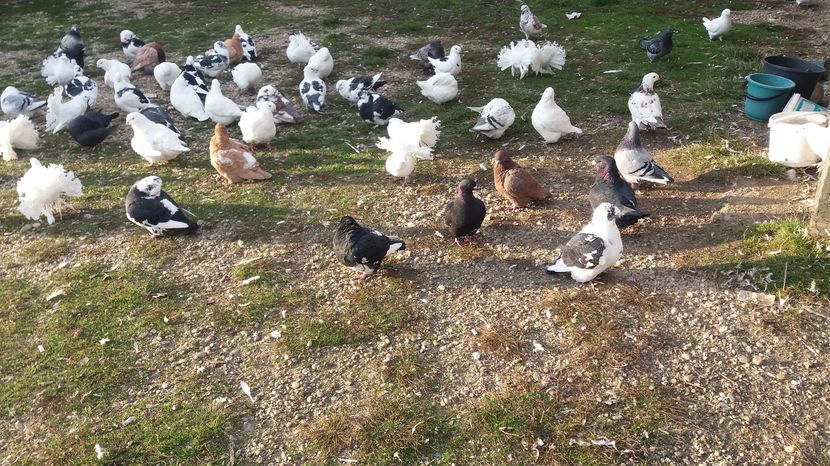  - Porumbeii mei la baie