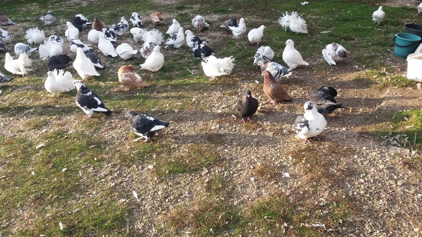  - Porumbeii mei la baie