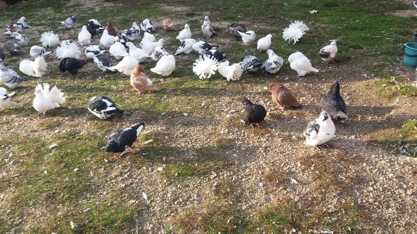  - Porumbeii mei la baie