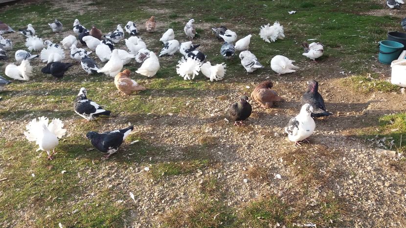  - Porumbeii mei la baie