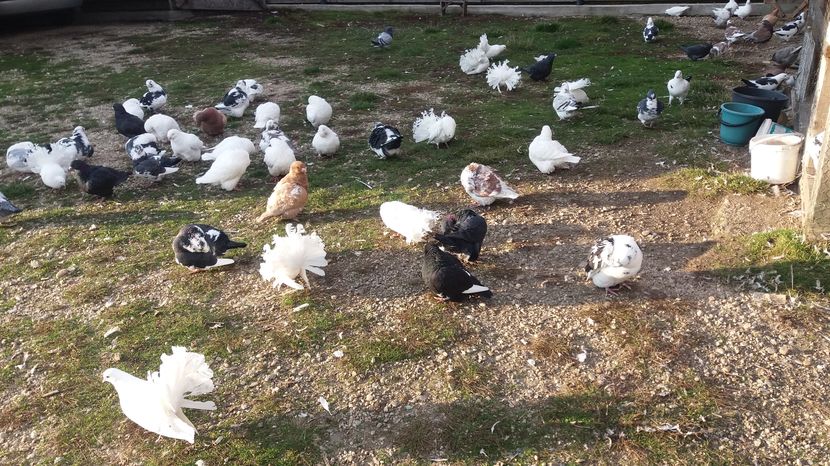  - Porumbeii mei la baie