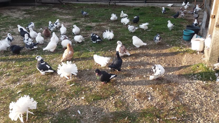  - Porumbeii mei la baie