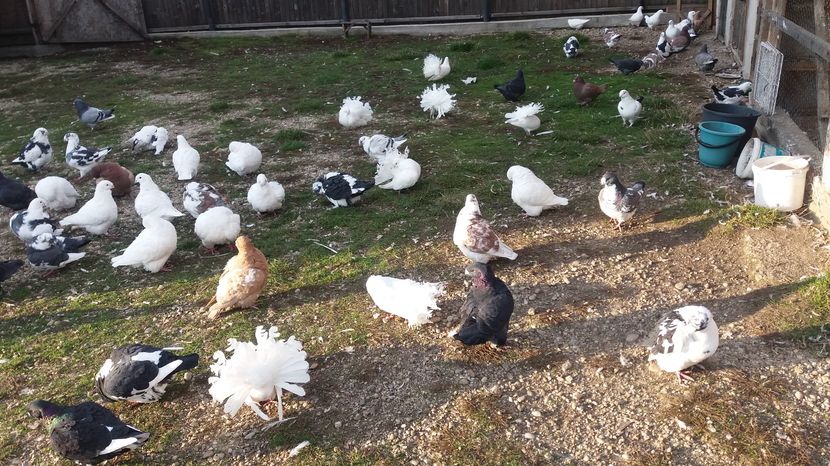  - Porumbeii mei la baie