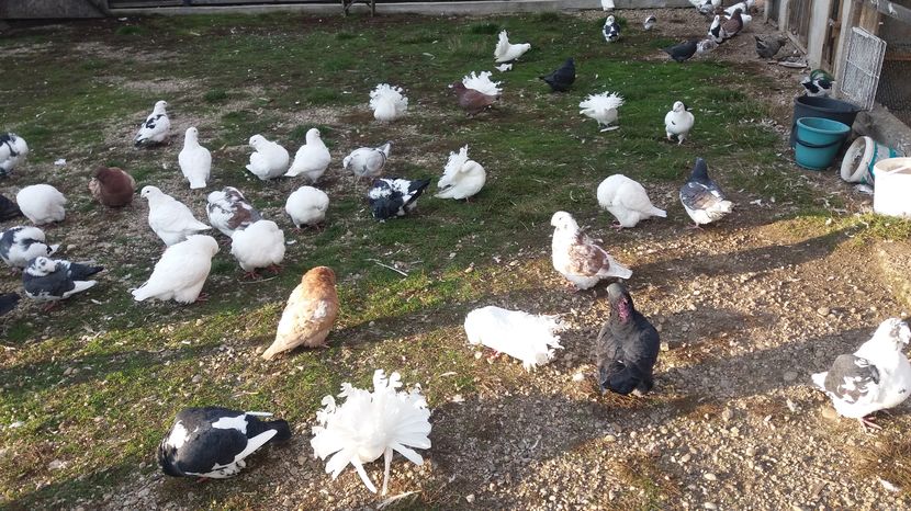  - Porumbeii mei la baie