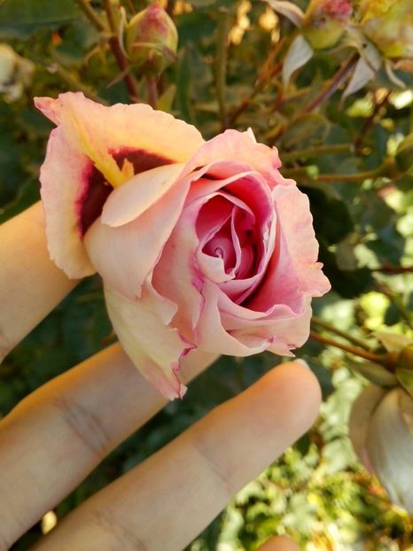 15138411_1075862635893563_3223628080845969248_o - 0 TRANDAFIRI 2016