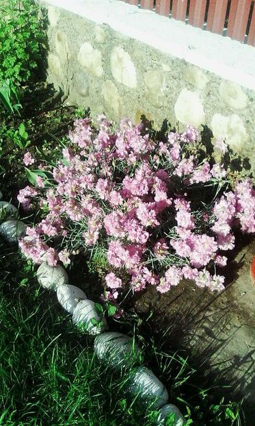  - flori di gradina