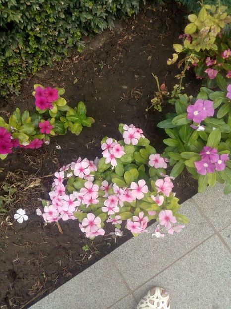  - flori di gradina