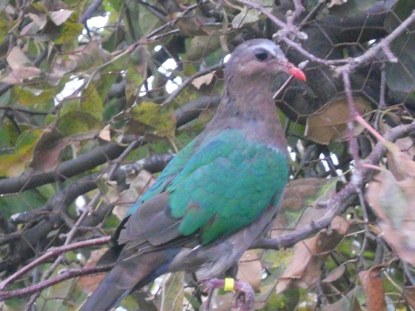  - turturica cu aripa verde