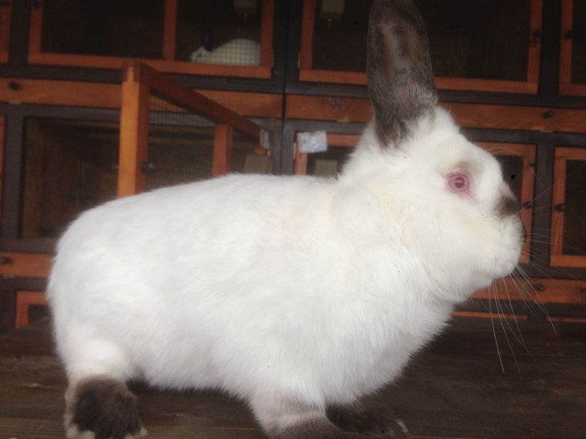  - A-IEPURI CALIFORNIENI