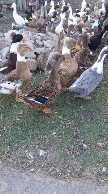 15129969_1226698580721137_1306794763_n - 0 DE VANZARE 2016